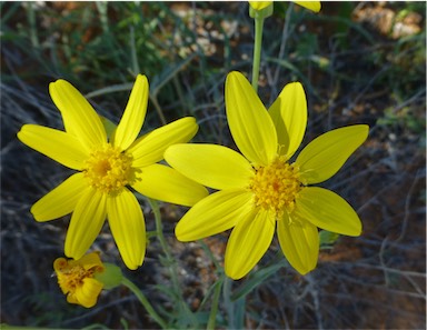 APII jpeg image of Senecio gregorii  © contact APII