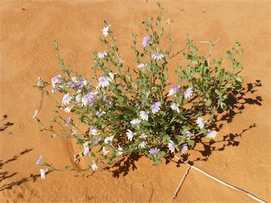 APII jpeg image of Scaevola parvibarbata  © contact APII