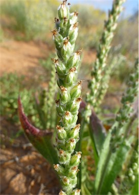 APII jpeg image of Plantago drummondii  © contact APII