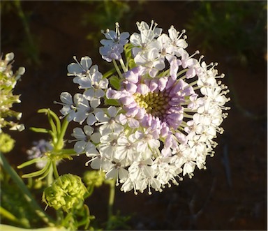 APII jpeg image of Trachymene glaucifolia  © contact APII