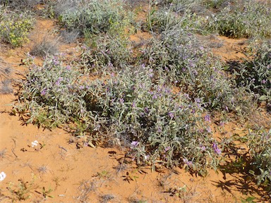 APII jpeg image of Solanum ellipticum  © contact APII