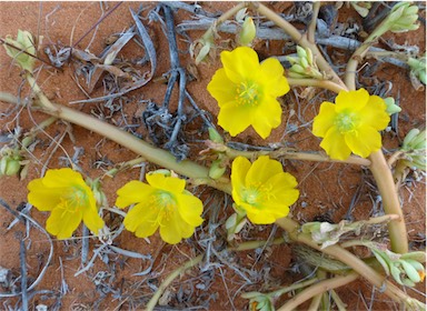 APII jpeg image of Portulaca intraterranea  © contact APII