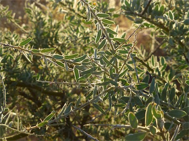 APII jpeg image of Acacia victoriae subsp. arida  © contact APII