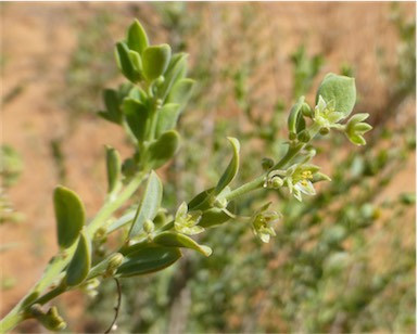 APII jpeg image of Phyllanthus fuernrohrii  © contact APII