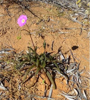 APII jpeg image of Calandrinia polyandra  © contact APII