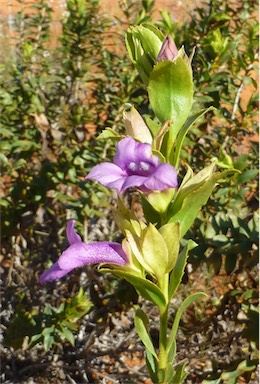 APII jpeg image of Eremophila willsii subsp. integrifolia  © contact APII