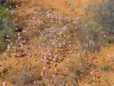 APII jpeg image of Brachyscome iberidifolia  © contact APII