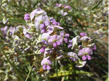 APII jpeg image of Glycine canescens  © contact APII