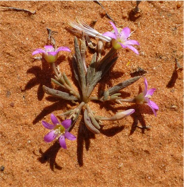 APII jpeg image of Calandrinia ptychosperma  © contact APII