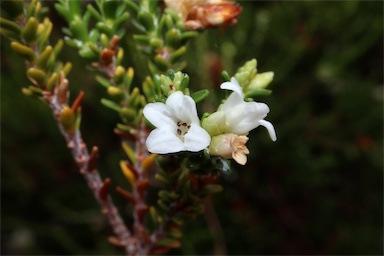 APII jpeg image of Epacris petrophila  © contact APII