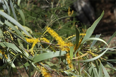 APII jpeg image of Acacia distans  © contact APII