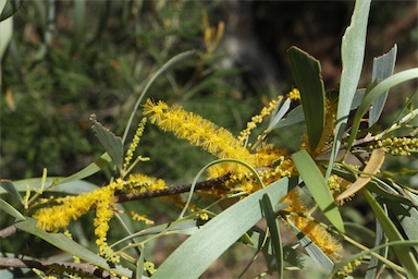 APII jpeg image of Acacia distans  © contact APII