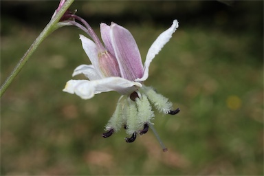 APII jpeg image of Arthropodium milleflorum  © contact APII