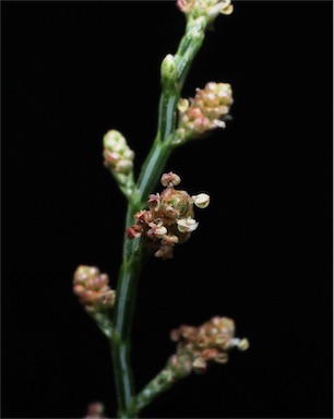 APII jpeg image of Gymnostoma australianum  © contact APII