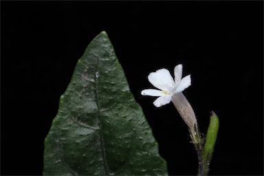 APII jpeg image of Brunoniella spiciflora  © contact APII