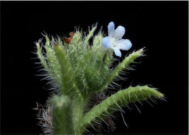 APII jpeg image of Anchusa arvensis  © contact APII