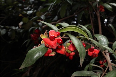 APII jpeg image of Palmeria racemosa  © contact APII