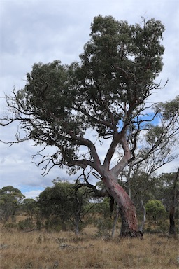 APII jpeg image of Eucalyptus rubida  © contact APII