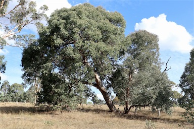 APII jpeg image of Eucalyptus polyanthemos  © contact APII