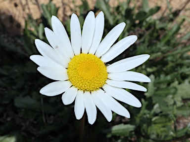 APII jpeg image of Leucanthemum vulgare  © contact APII