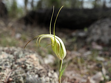 APII jpeg image of Pterostylis revoluta  © contact APII