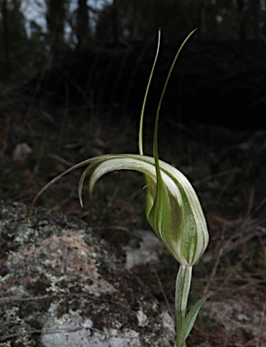 APII jpeg image of Pterostylis revoluta  © contact APII