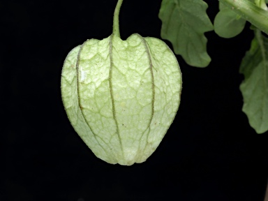 APII jpeg image of Physalis lanceifolia  © contact APII