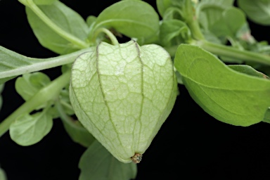 APII jpeg image of Physalis lanceifolia  © contact APII