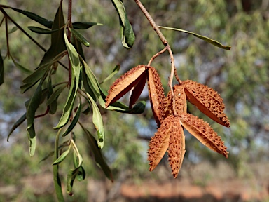 APII jpeg image of Flindersia maculosa  © contact APII