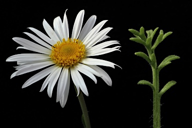 APII jpeg image of Brachyscome diversifolia var. maritima  © contact APII