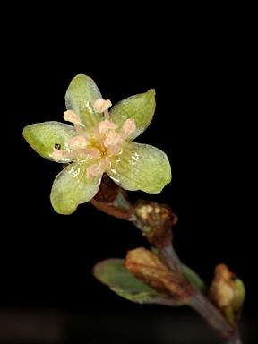 APII jpeg image of Muehlenbeckia tuggeranong  © contact APII