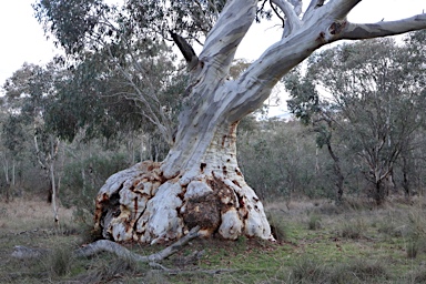 APII jpeg image of Eucalyptus mannifera  © contact APII