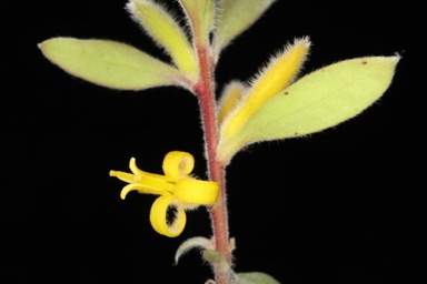 APII jpeg image of Persoonia lanceolata  © contact APII