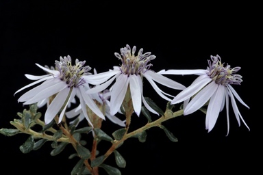 APII jpeg image of Olearia iodochroa  © contact APII