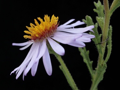 APII jpeg image of Olearia stuartii  © contact APII