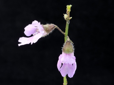 APII jpeg image of Prostanthera spinosa  © contact APII