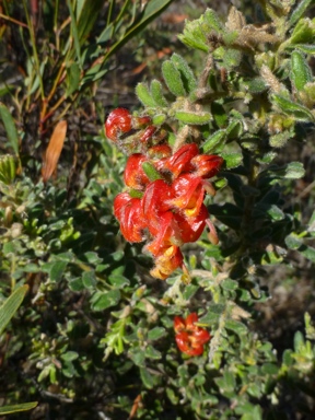 APII jpeg image of Grevillea alpina  © contact APII