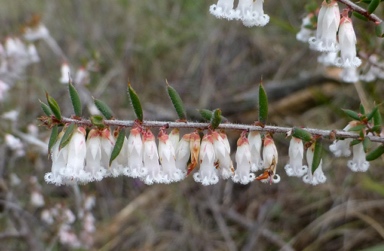 APII jpeg image of Leucopogon fletcheri subsp. brevisepalus  © contact APII