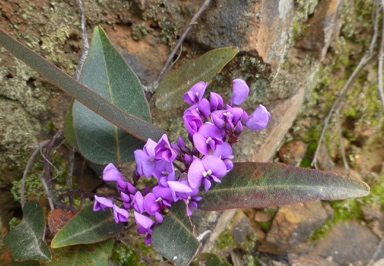 APII jpeg image of Hardenbergia violacea  © contact APII