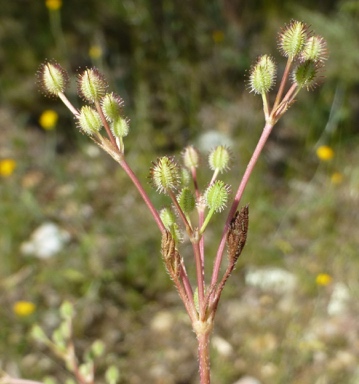 APII jpeg image of Daucus glochidiatus  © contact APII