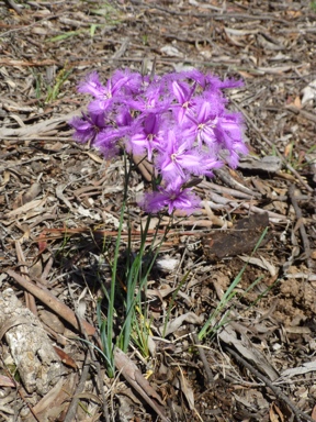 APII jpeg image of Thysanotus tuberosus subsp. tuberosus  © contact APII