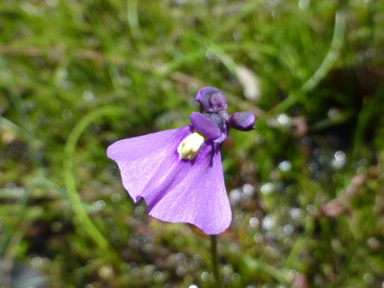 APII jpeg image of Utricularia dichotoma  © contact APII