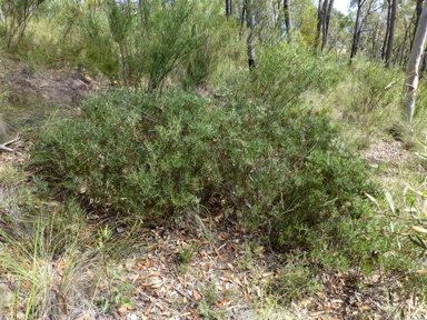 APII jpeg image of Acacia lanigera var. lanigera  © contact APII