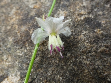 APII jpeg image of Arthropodium milleflorum  © contact APII