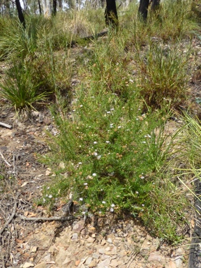 APII jpeg image of Olearia tenuifolia  © contact APII