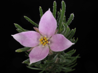 APII jpeg image of Boronia subulifolia  © contact APII