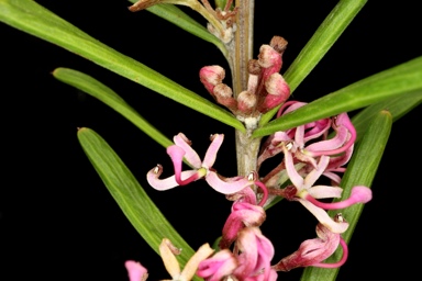 APII jpeg image of Grevillea quinquenervis  © contact APII