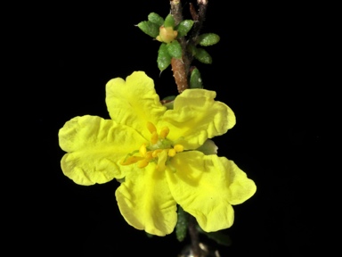 APII jpeg image of Hibbertia serpyllifolia  © contact APII