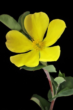 APII jpeg image of Hibbertia cunninghamii  © contact APII