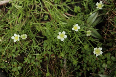 APII jpeg image of Ranunculus  © contact APII